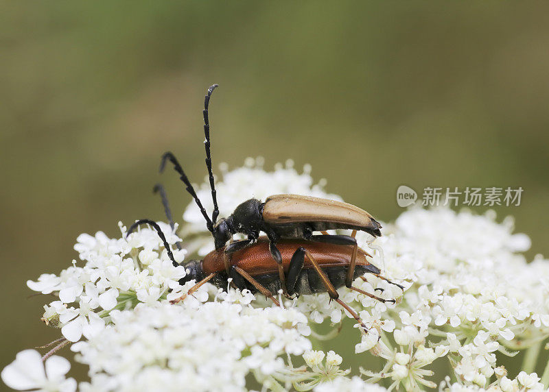 甲虫:Copula的红色长角甲虫(stitoleptura rubra)
